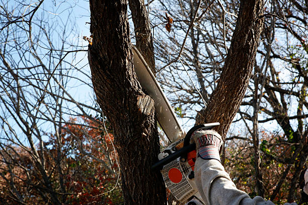 Best Tree and Shrub Care  in Westhampton Beach, NY